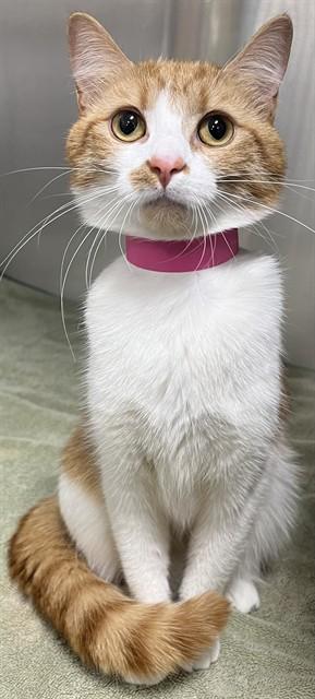 Butter - Sweet 'n Petite