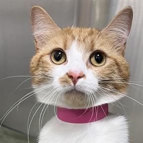 Enlarge Butter - Sweet 'n Petite, a Adopted Domestic Short Hair in Arlington, VA image 1/4