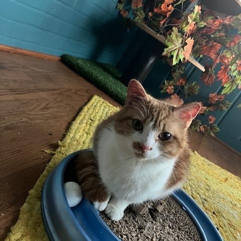 Enlarge Butter - Sweet 'n Petite, a Adopted Domestic Short Hair in Arlington, VA image 2/4