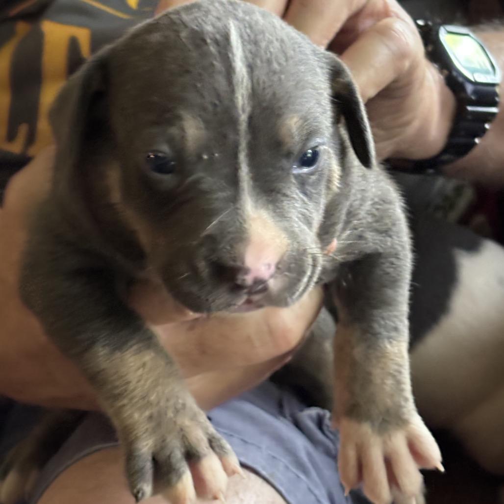 JJ, Adoptable, Puppy Male Labrador Retriever.