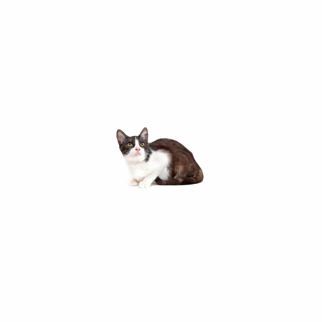Enlarge Mr. Fox, a Adoptable Domestic Short Hair in Playa Vista, CA image 1/1