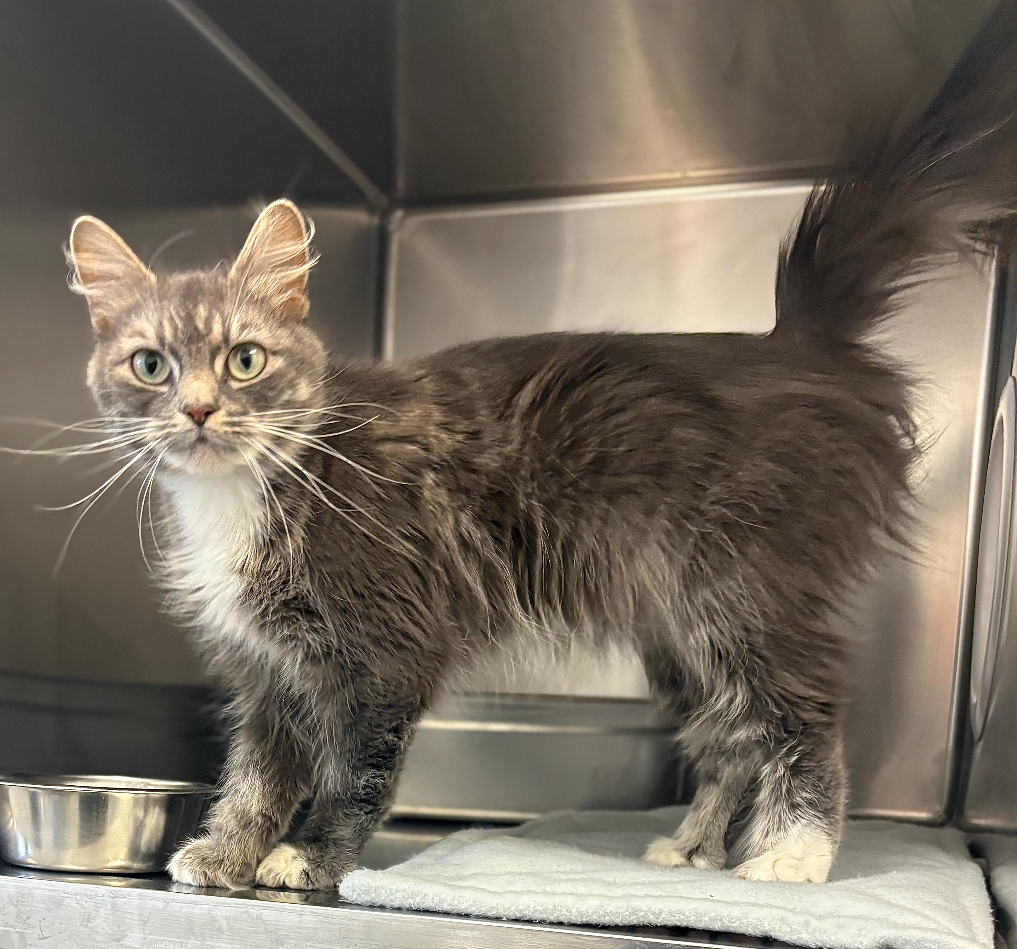 Mimi, adoptable, Adult Female Extra-Toes Cat / Hemingway Polydactyl.