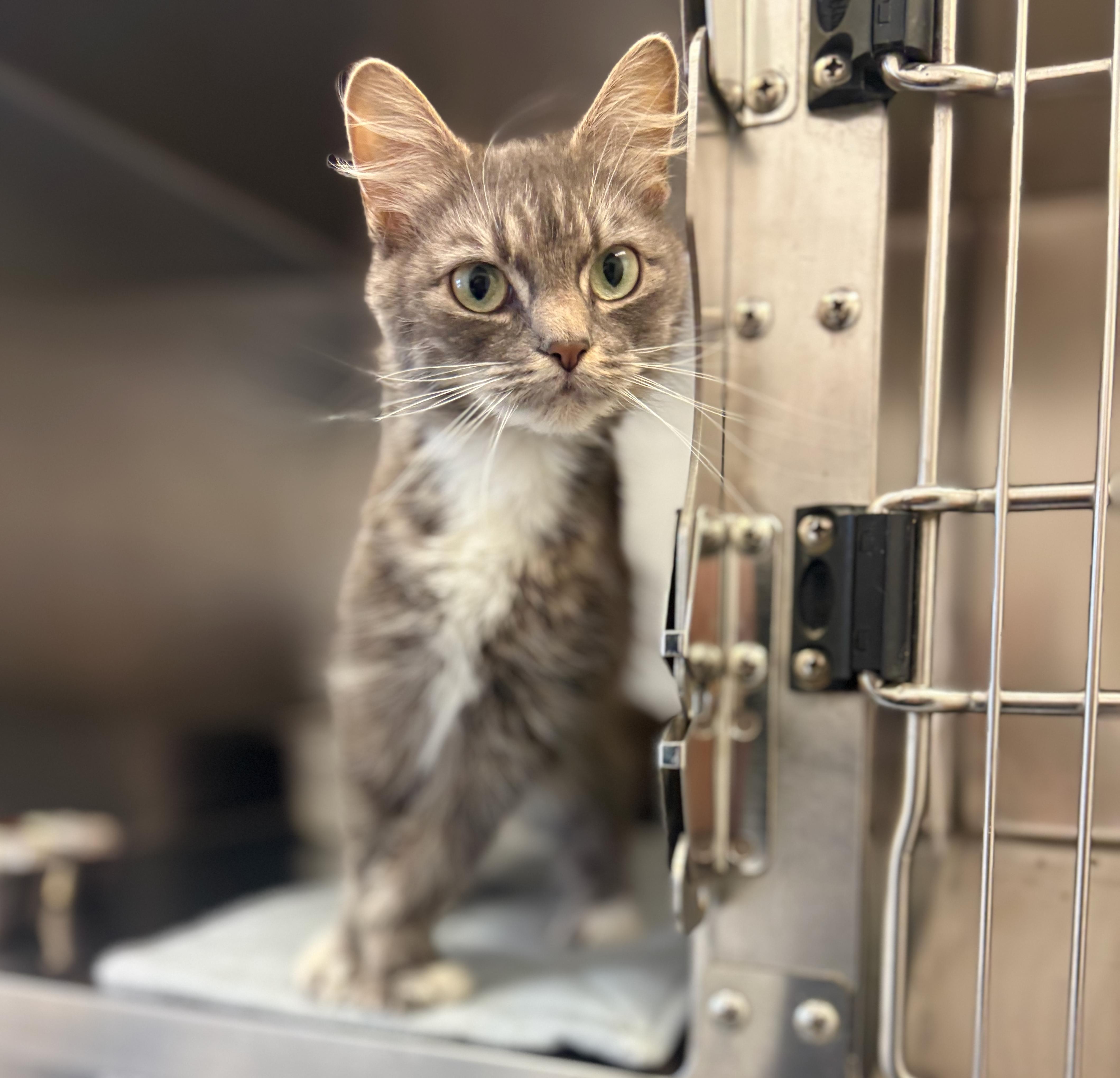 Enlarge Mimi, an adoptable mixed breed in St Stephen, NB image 2/2