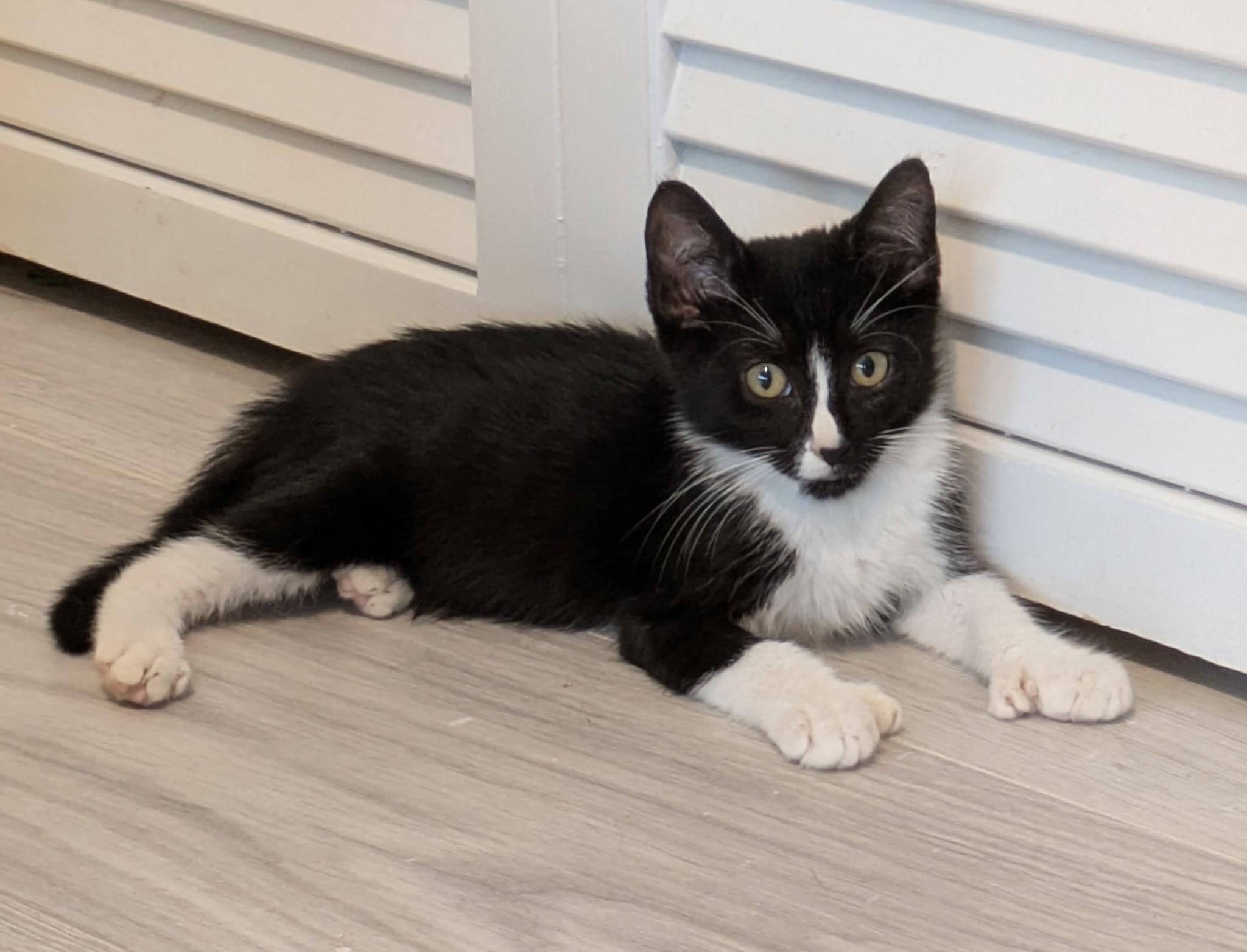 Milton & Ernest the Polydactyl BONDED photo 3