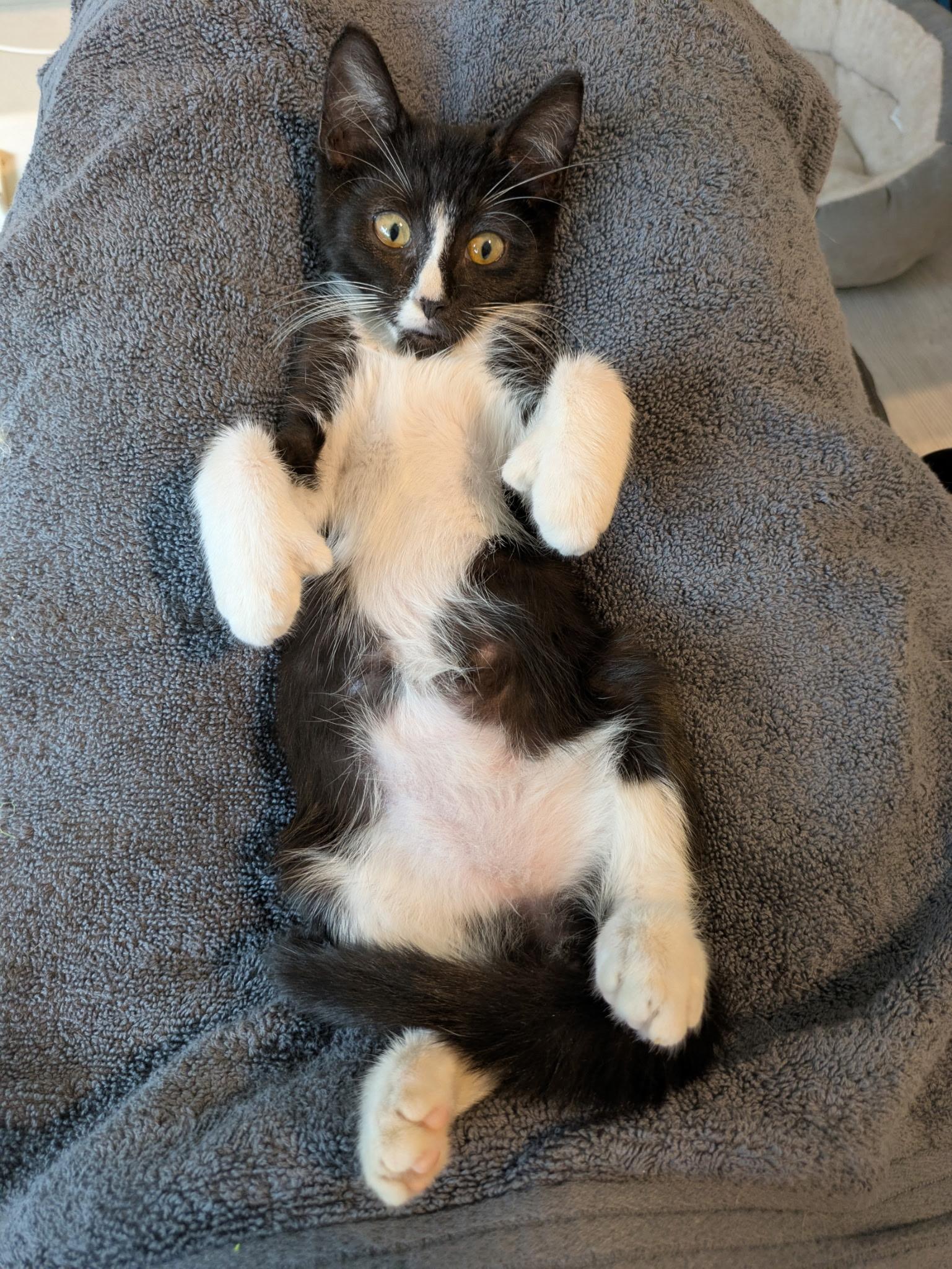 Milton & Ernest the Polydactyl BONDED, Baby Male Domestic Short Hair
