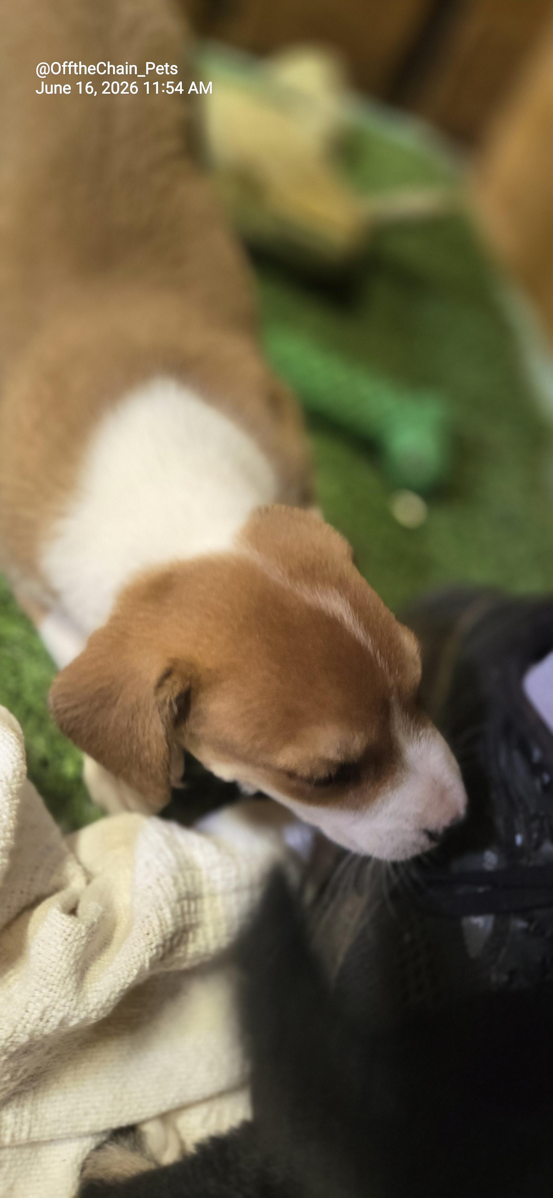 Jacob, Adoptable, Puppy Male American Staffordshire Terrier & Beagle.