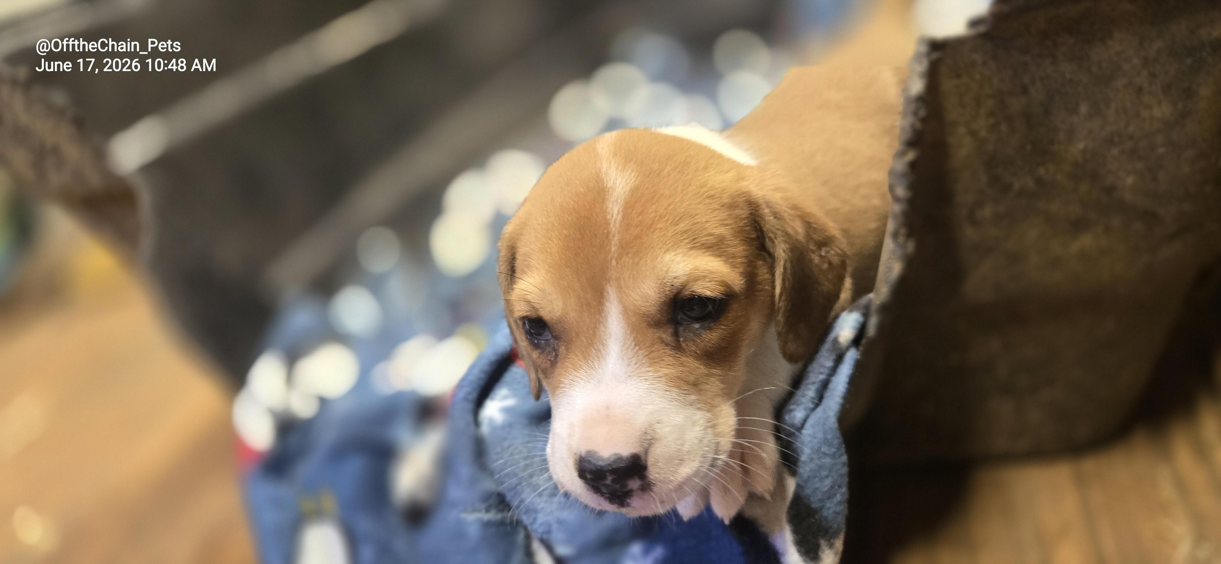 Enlarge Jacob, a Adoptable mixed breed in Toney, AL image 2/3