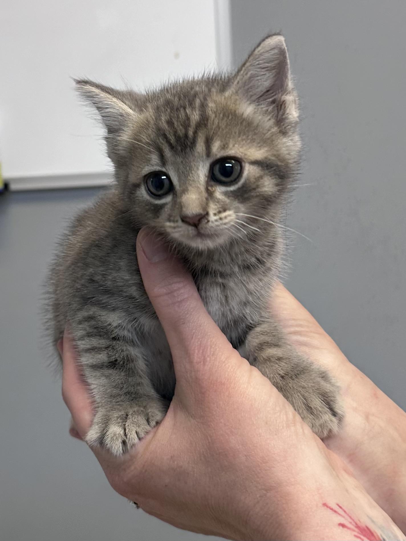 Enlarge Ditto, an adopted Domestic Short Hair in Dyersburg, TN image 1/1