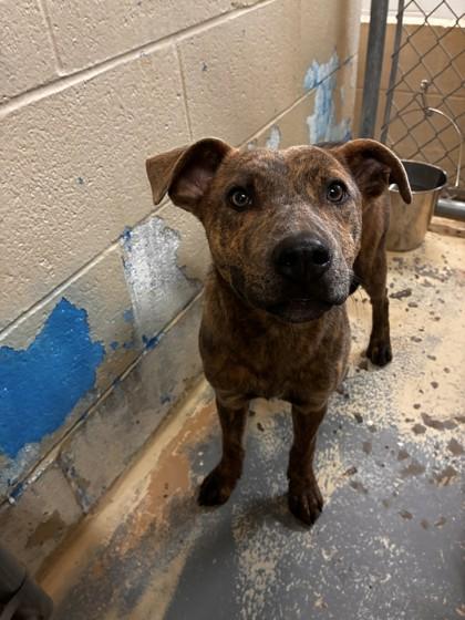 Skylar, Adoptable, Young Female Pit Bull Terrier & Mixed Breed.
