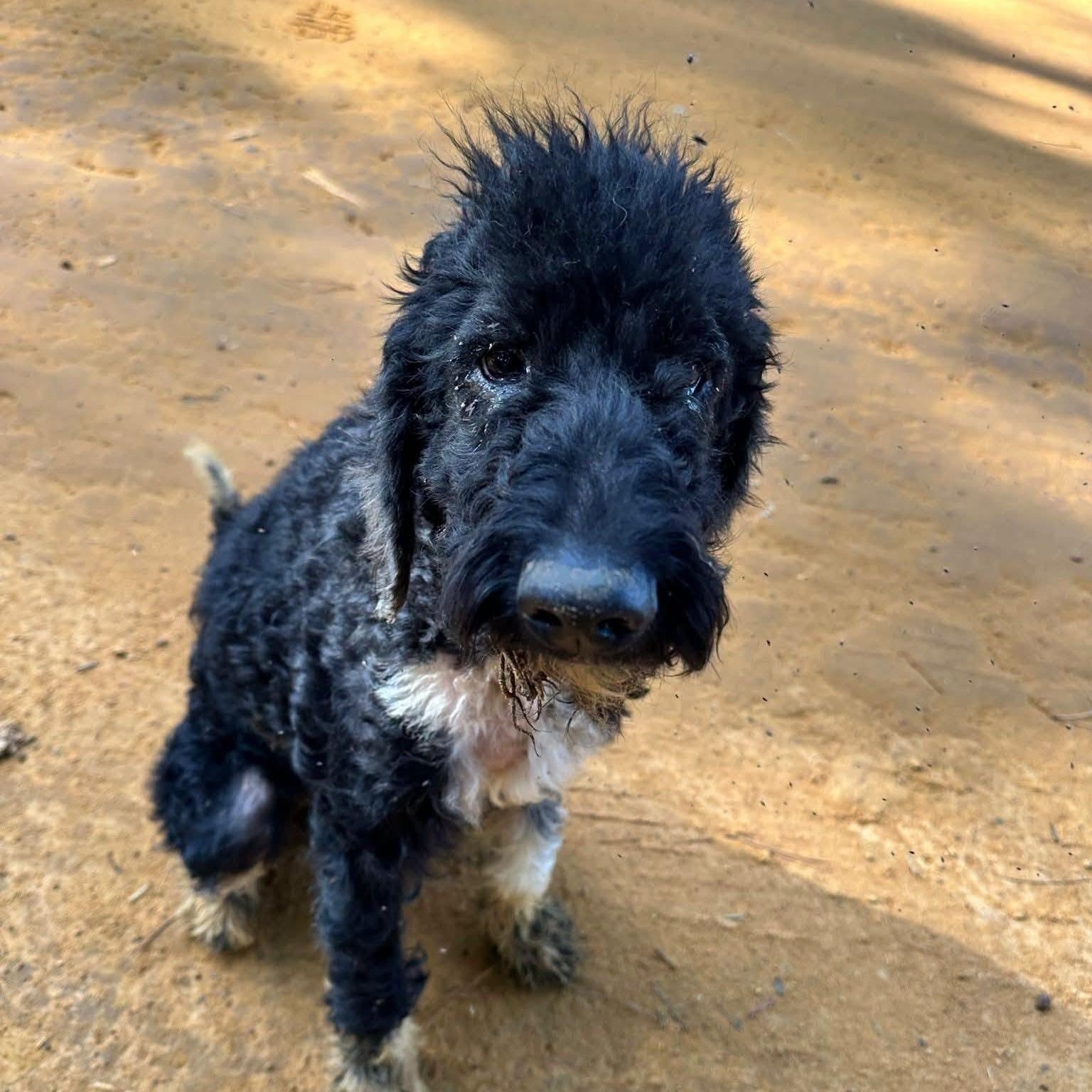 Enlarge Freddie (20260713-01), an adopted mixed breed in Niagara on the Lake, ON image 4/5