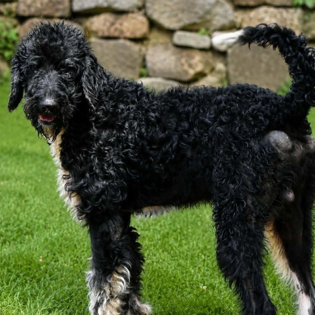 Freddie (20260713-01), adopted, Puppy Male Labradoodle.