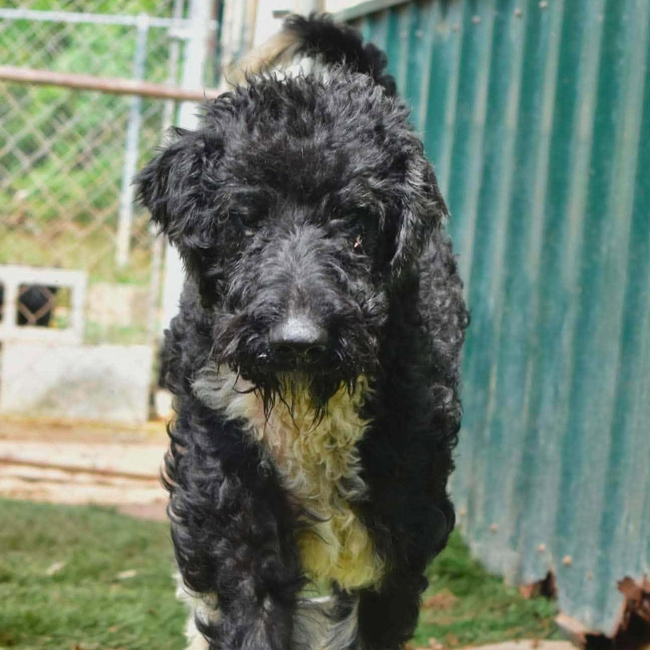 Enlarge Freddie (20260713-01), an adopted mixed breed in Niagara on the Lake, ON image 5/5