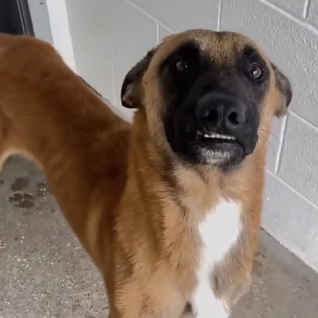 Bruce Wayne, Adult Male Belgian Shepherd / Malinois