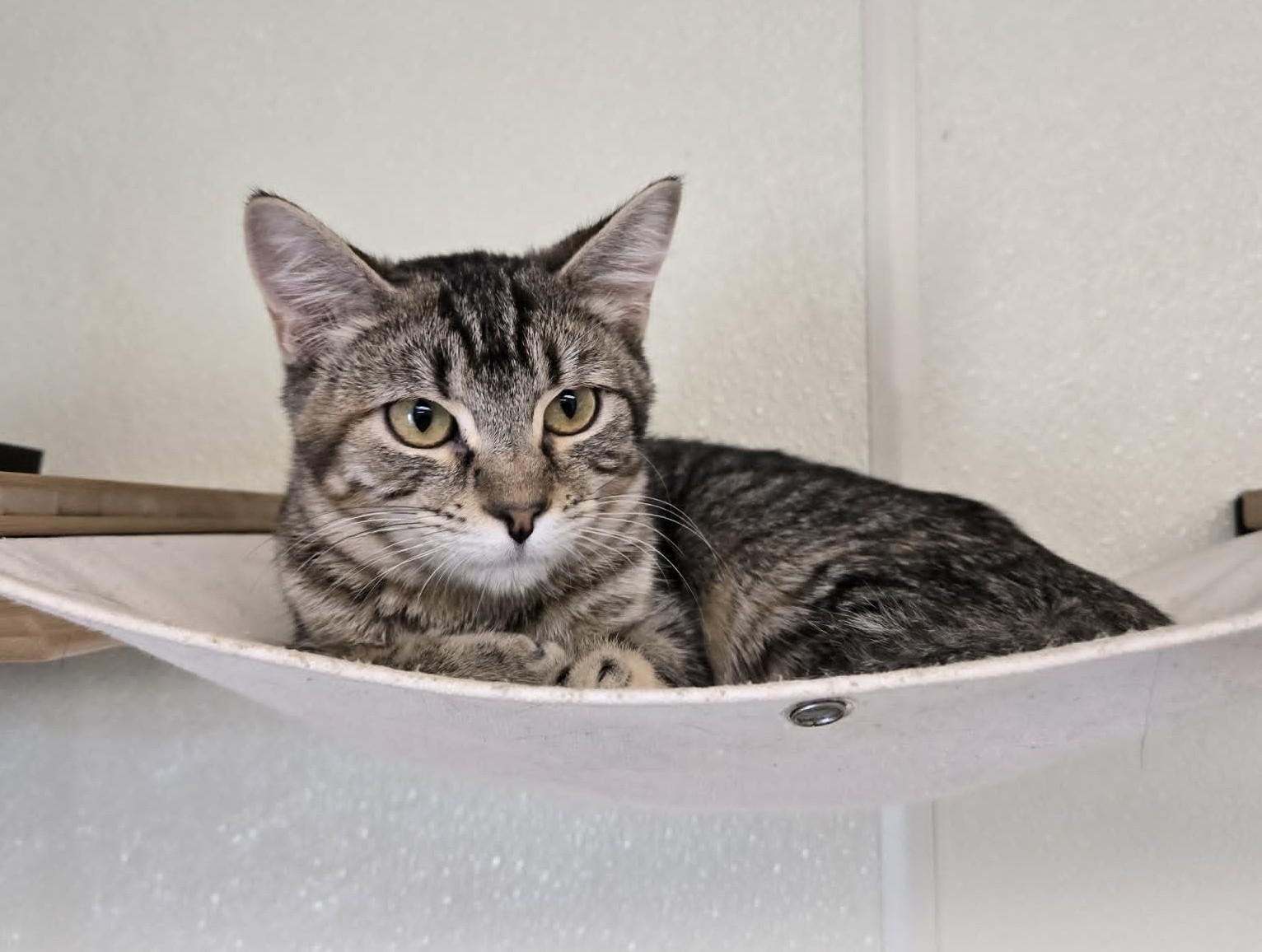 Enlarge Kiki, a Adoptable mixed breed in Larned, KS image 1/3