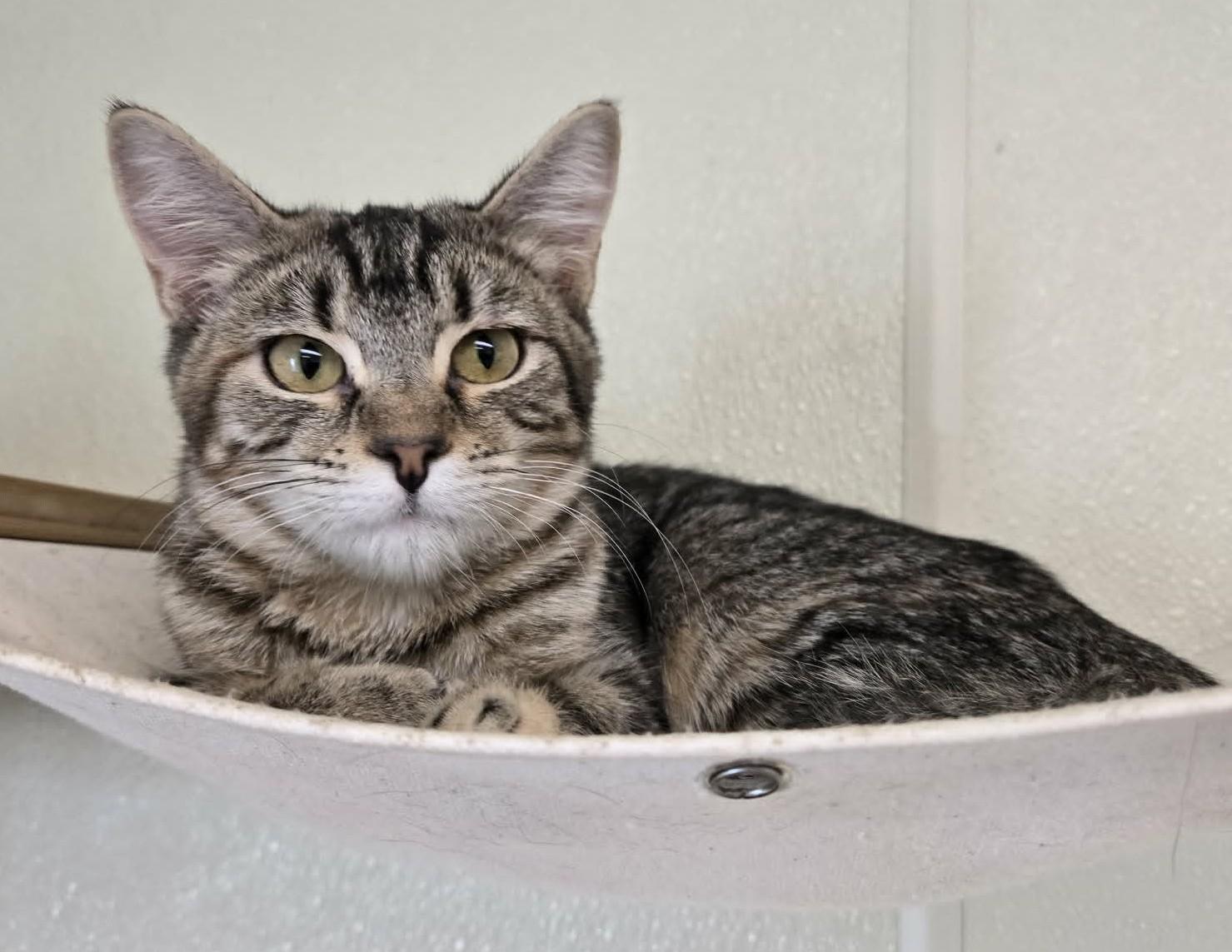 Enlarge Kiki, a Adoptable mixed breed in Larned, KS image 2/3