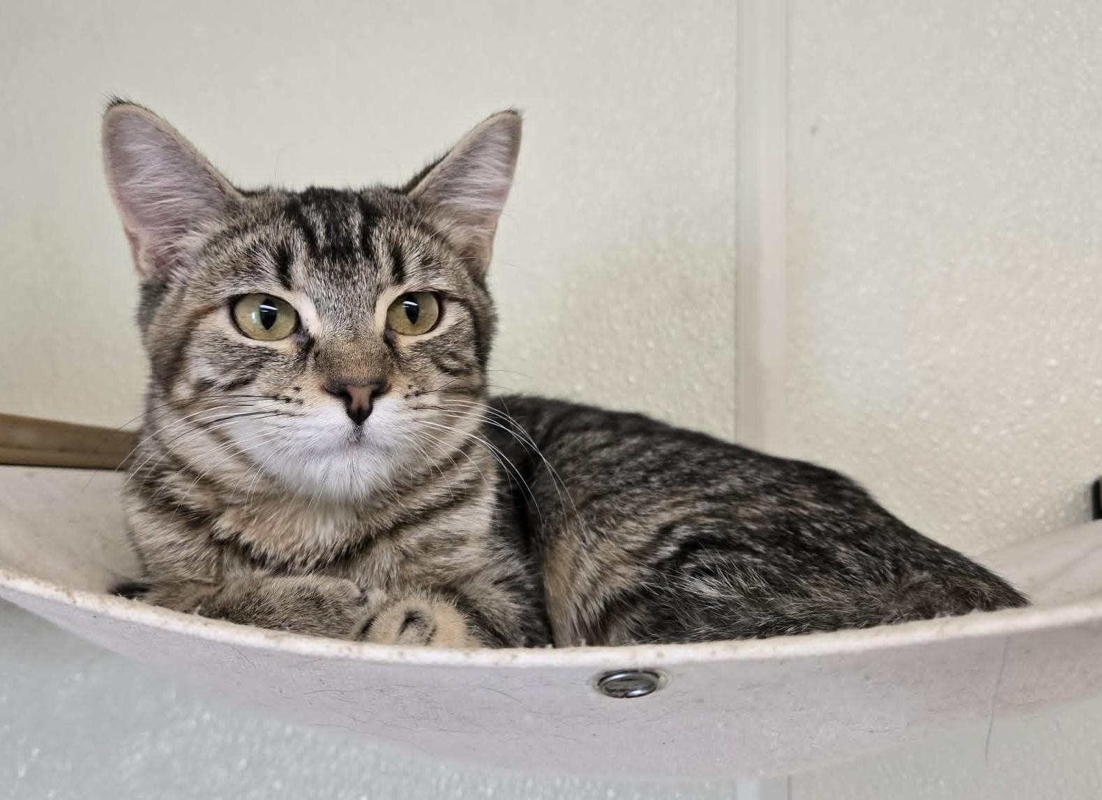 Enlarge Kiki, a Adoptable mixed breed in Larned, KS image 3/3