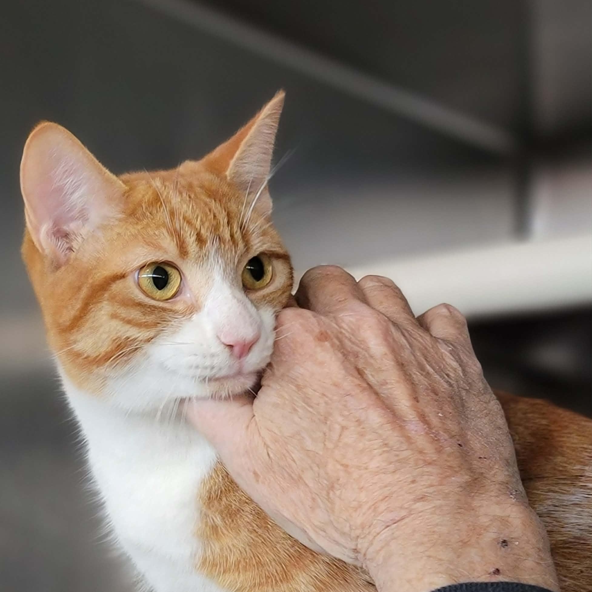 Enlarge Cheeto, an adopted Domestic Short Hair in Myrtle Beach, SC image 1/3