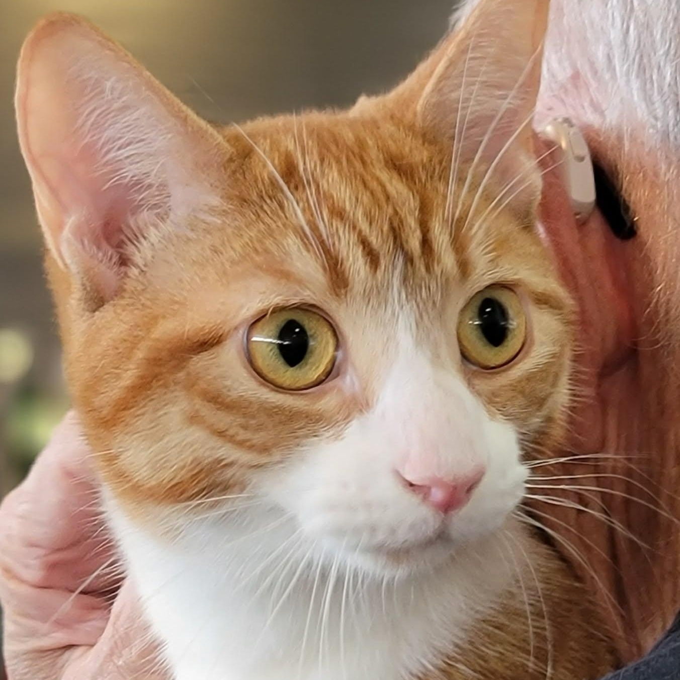 Enlarge Cheeto, an adopted Domestic Short Hair in Myrtle Beach, SC image 2/3