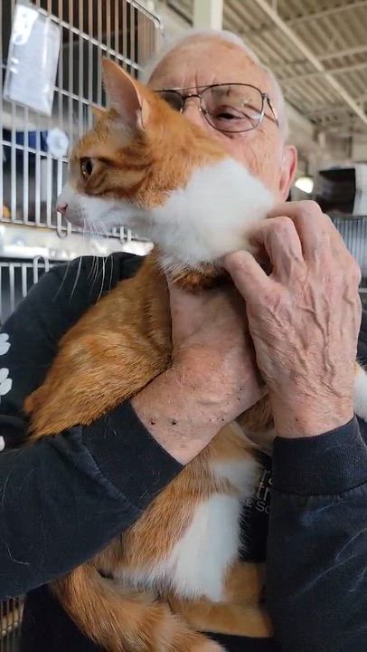 Enlarge Cheeto, an adopted Domestic Short Hair in Myrtle Beach, SC video 3/3