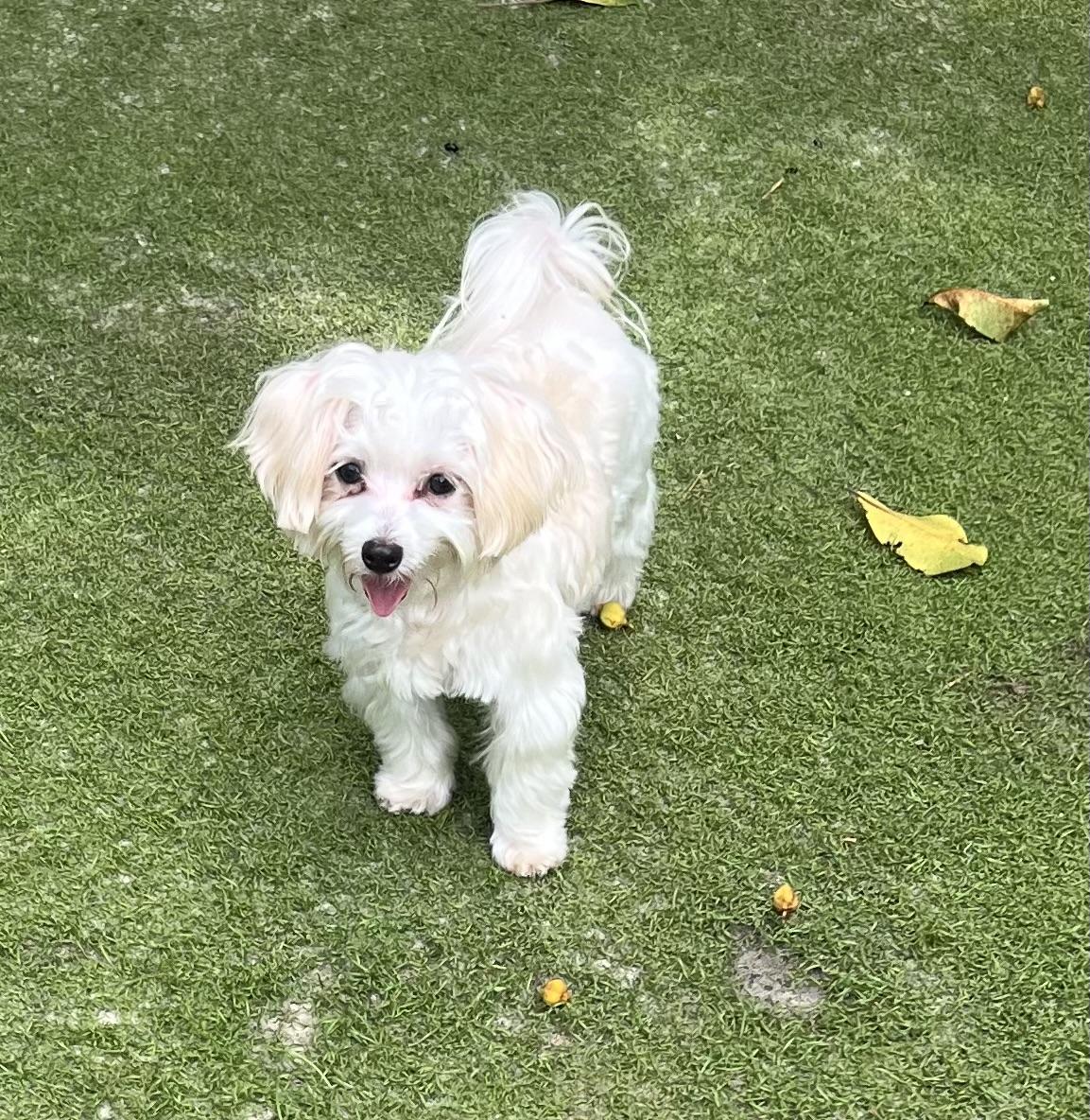 Enlarge Maestro, an adoptable Maltese in Fort Myers, FL image 5/6