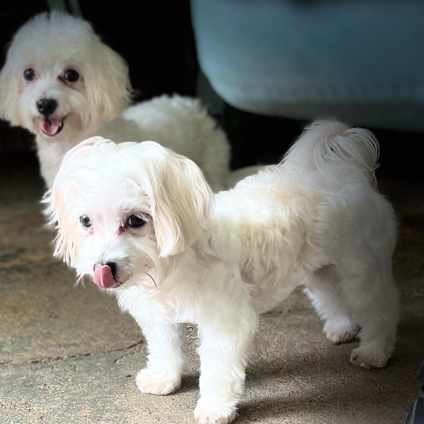Enlarge Maestro, an adoptable Maltese in Fort Myers, FL image 6/6