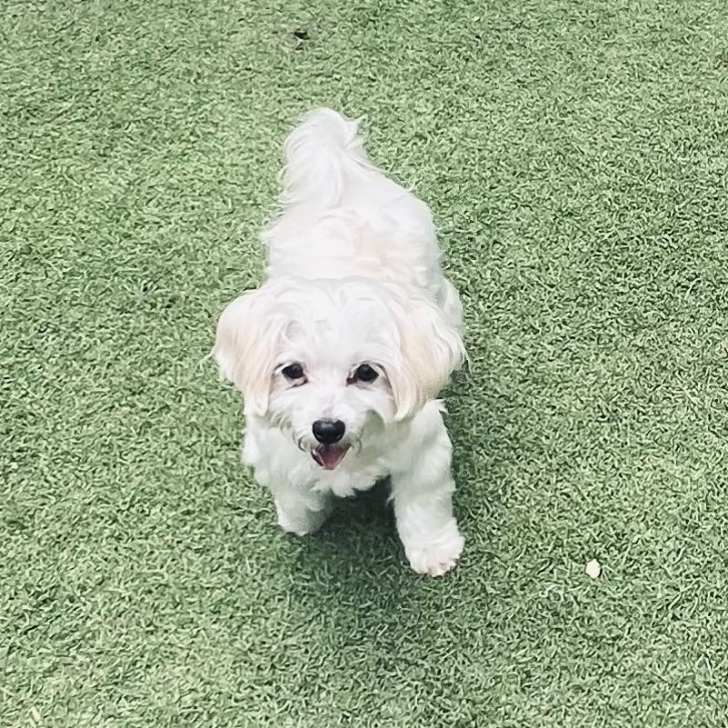 Enlarge Maestro, an adoptable Maltese in Fort Myers, FL image 2/6