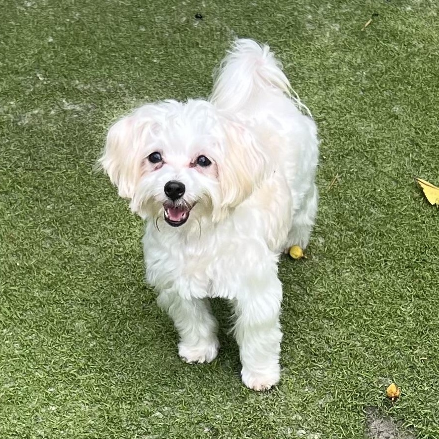 Enlarge Maestro, an adoptable Maltese in Fort Myers, FL image 4/6