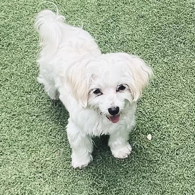 Enlarge Maestro, an adoptable Maltese in Fort Myers, FL image 3/6