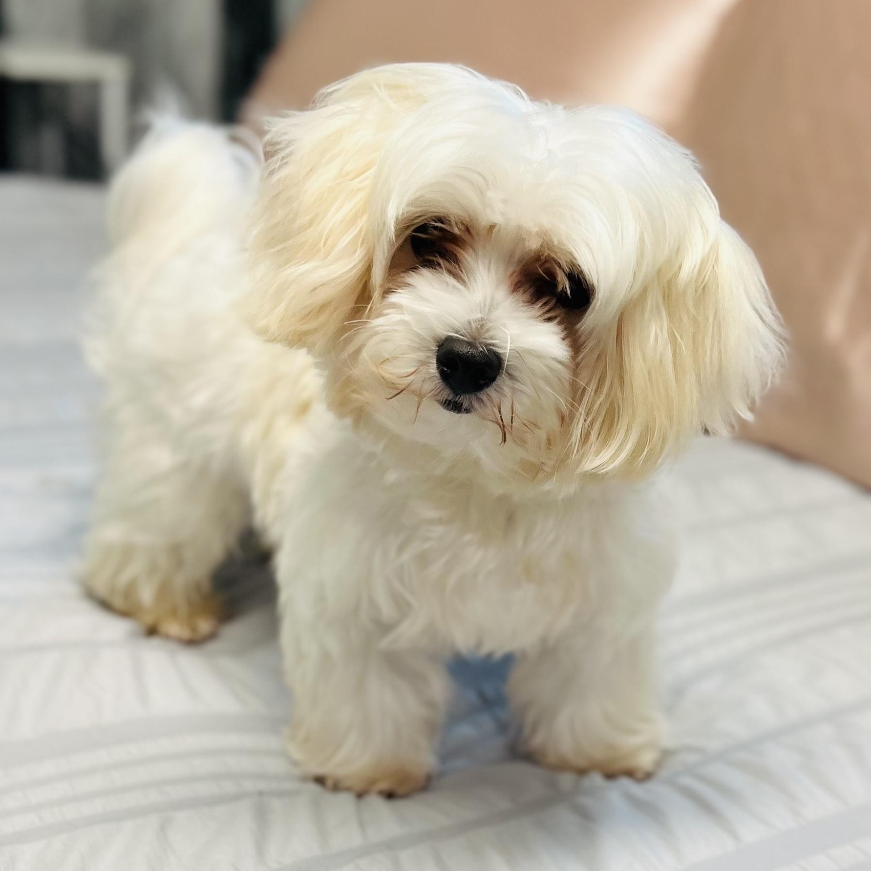 Maestro, an adoptable Maltese in Fort Myers, FL image 1/2