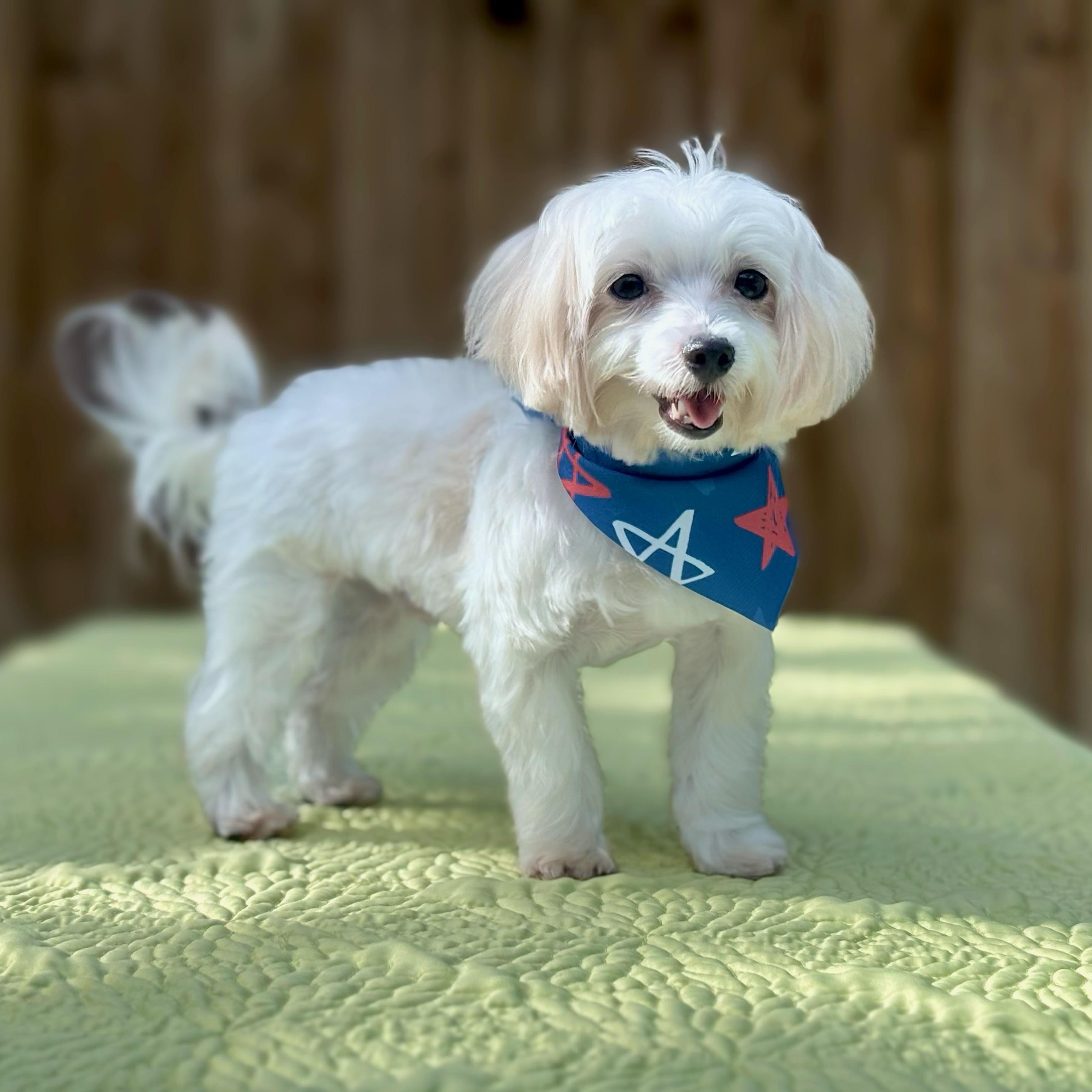 Enlarge Maestro, an adoptable Maltese in Fort Myers, FL image 1/6