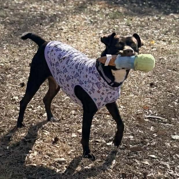 Brandy — thumbnail 4