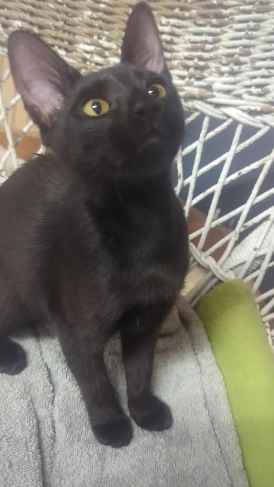 Gumbo, Adoptable, Young Female Domestic Short Hair.