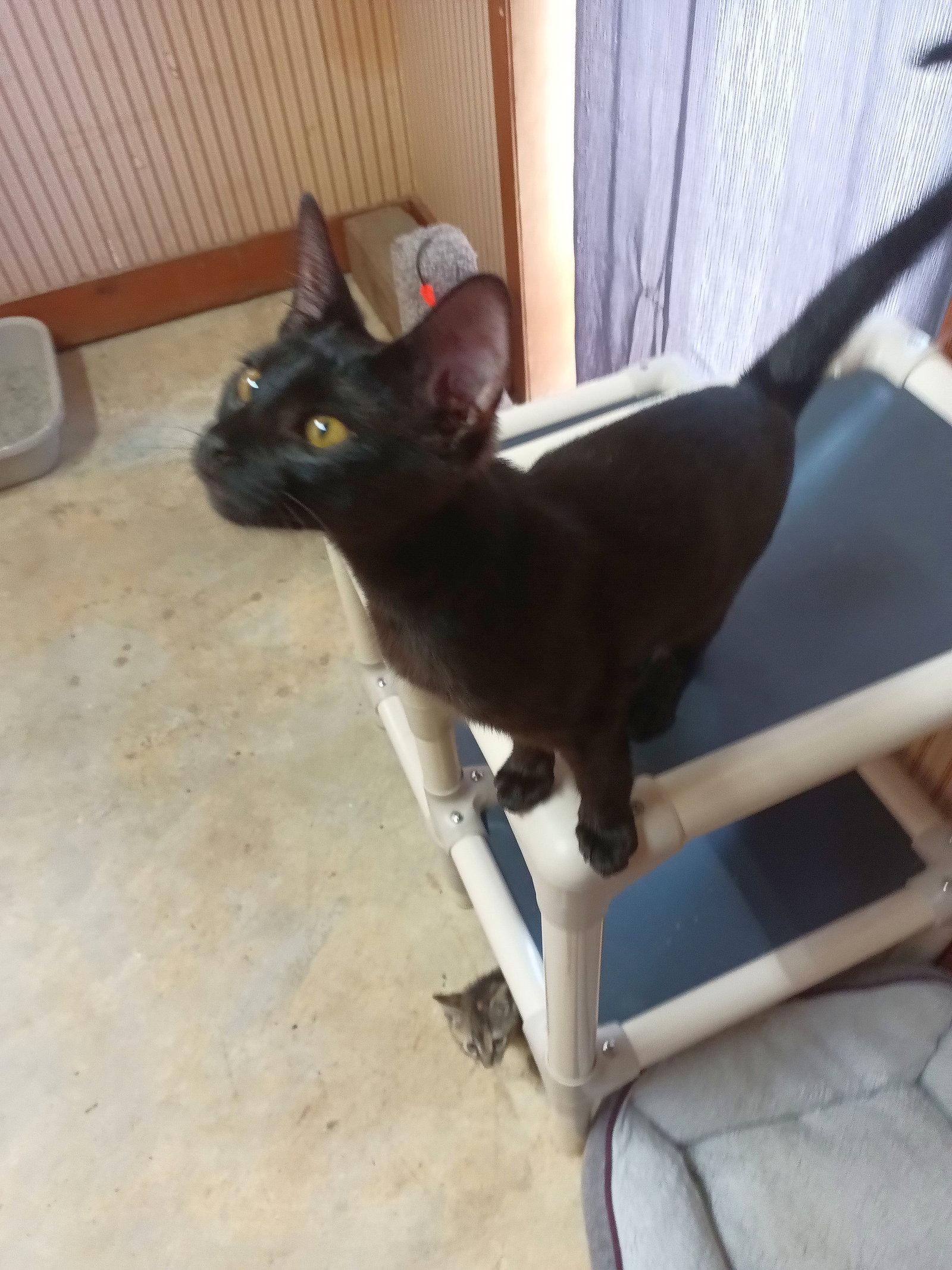 Gumbo, a Adoptable Domestic Short Hair in Monticello, MS image 2/3