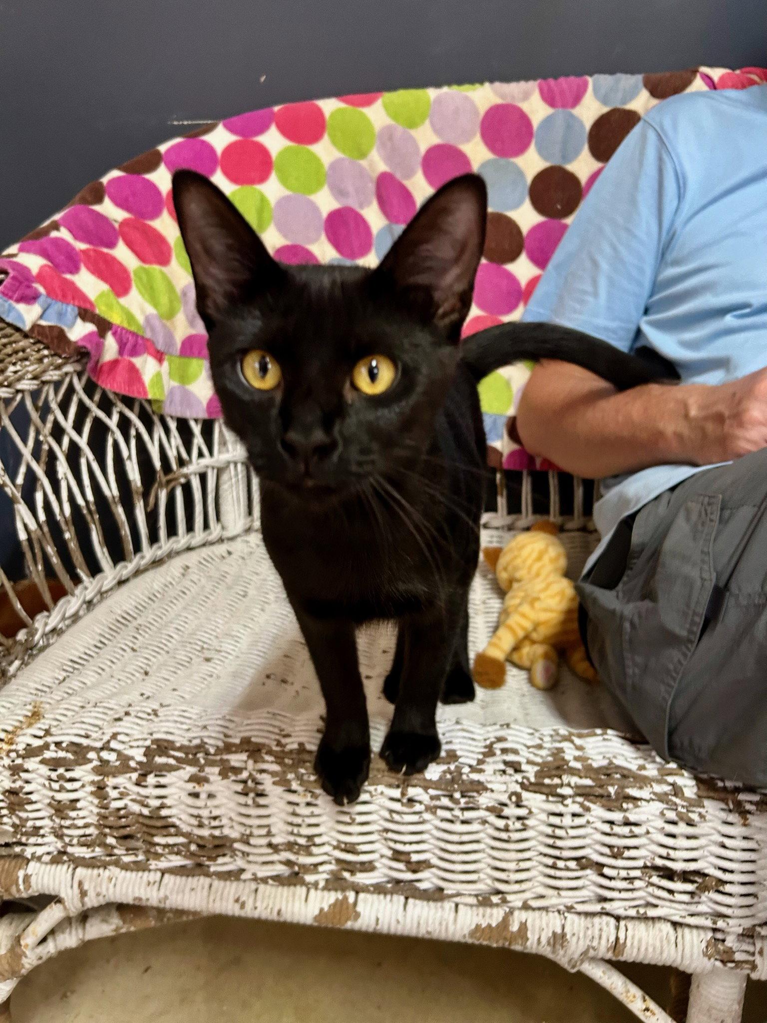 Gumbo, Adoptable, Young Female Domestic Short Hair & Oriental Short Hair.