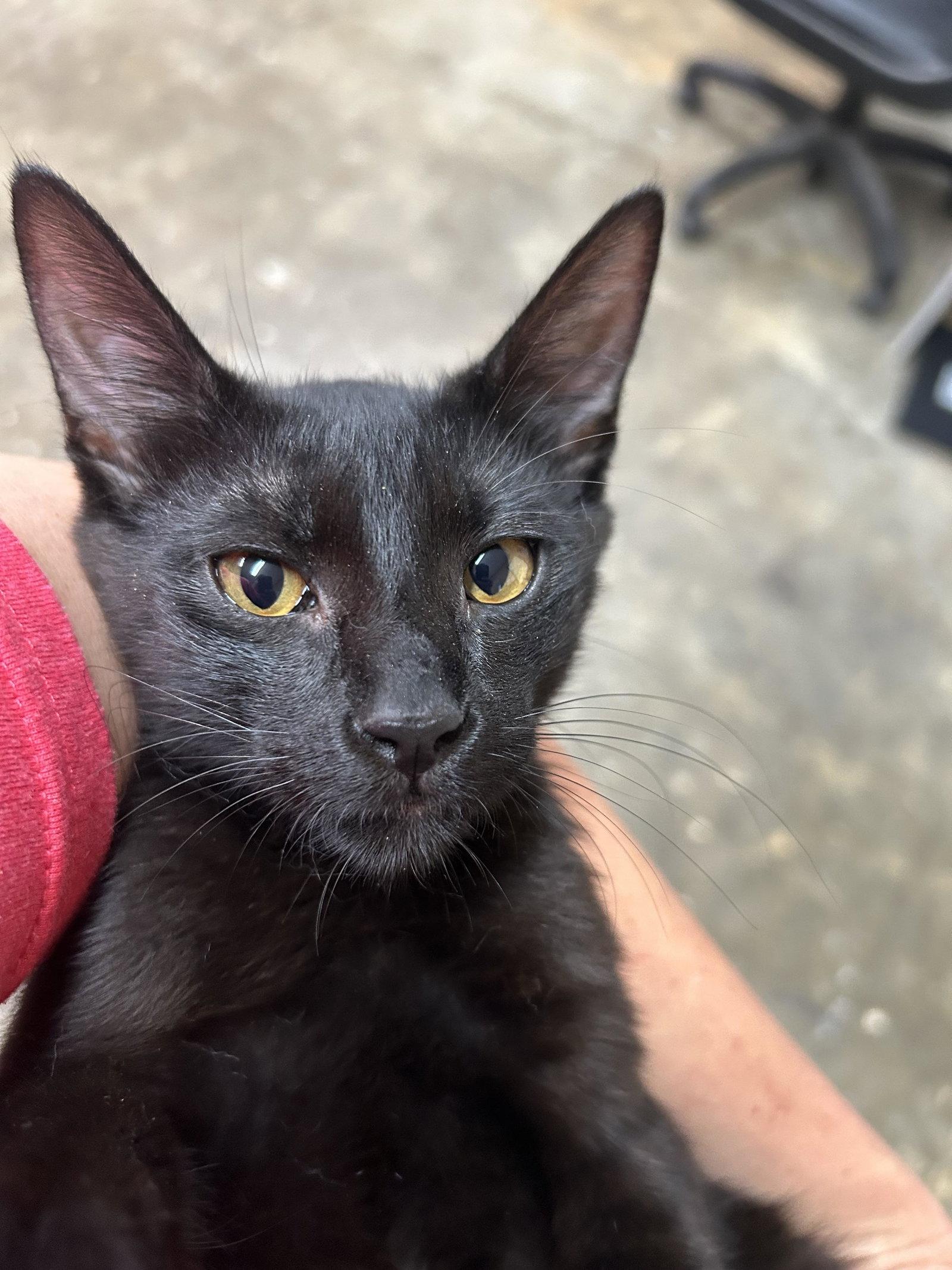 Gumbo, a Adoptable Domestic Short Hair in Monticello, MS image 3/3