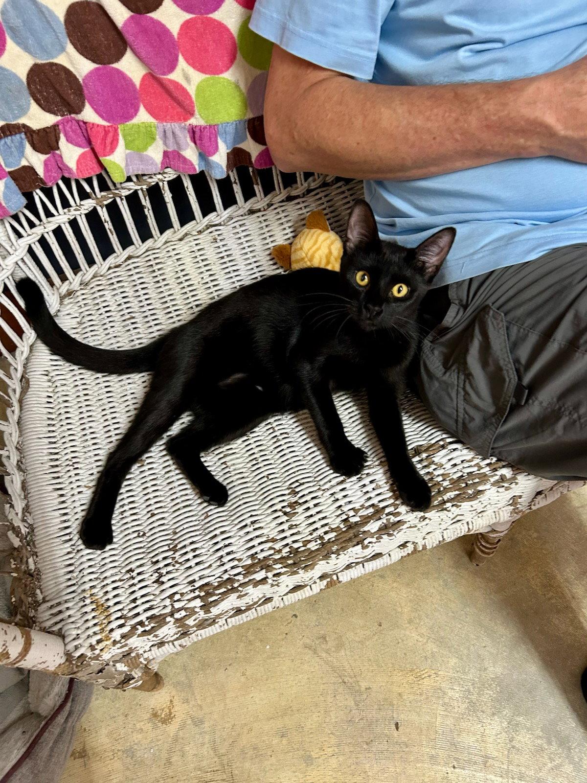 Enlarge Gumbo, a Adoptable mixed breed in Monticello, MS image 3/3