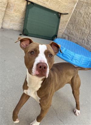 HONEY BUN, Adoptable, Young Female Pit Bull Terrier.