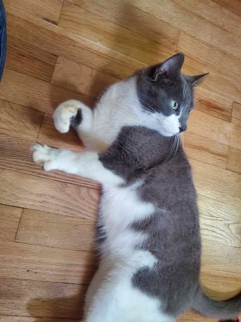 Enlarge Mr. Arthur Valentine, a ADOPTABLE Domestic Short Hair in Fulton, NY image 5/6