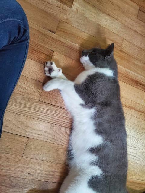 Enlarge Mr. Arthur Valentine, a ADOPTABLE Domestic Short Hair in Fulton, NY image 6/6