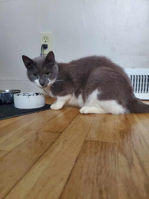 Enlarge Mr. Arthur Valentine, a ADOPTABLE Domestic Short Hair in Fulton, NY image 2/6
