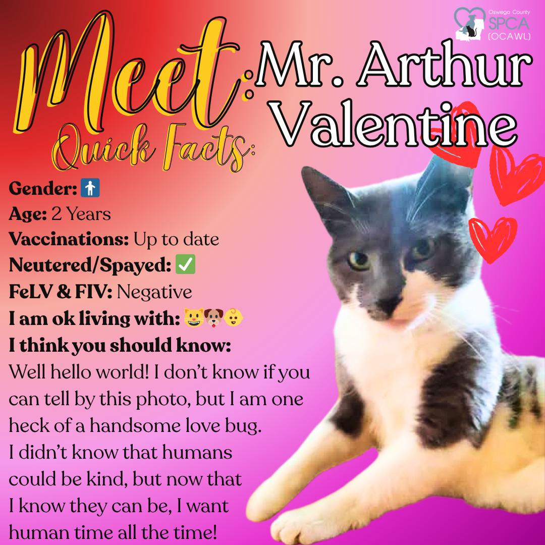 Enlarge Mr. Arthur Valentine, a ADOPTABLE Domestic Short Hair in Fulton, NY image 1/6