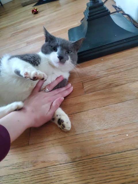 Enlarge Mr. Arthur Valentine, a ADOPTABLE Domestic Short Hair in Fulton, NY image 4/6