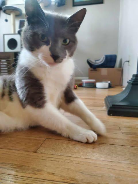 Enlarge Mr. Arthur Valentine, a ADOPTABLE Domestic Short Hair in Fulton, NY image 3/6