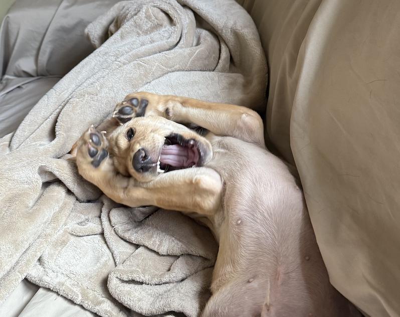 Enlarge Tarnstrom / Ricky, a Adoptable mixed breed in Broomfield, CO image 1/6