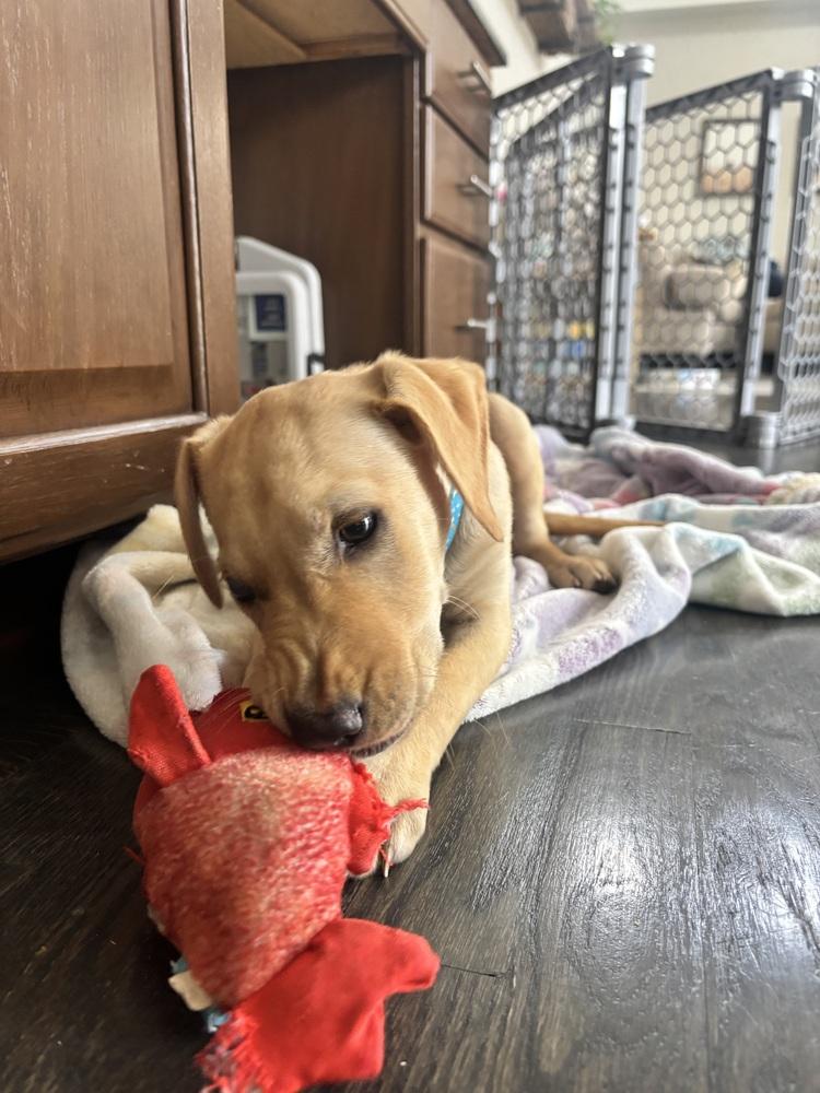 Enlarge Tarnstrom / Ricky, a Adoptable mixed breed in Broomfield, CO image 2/6