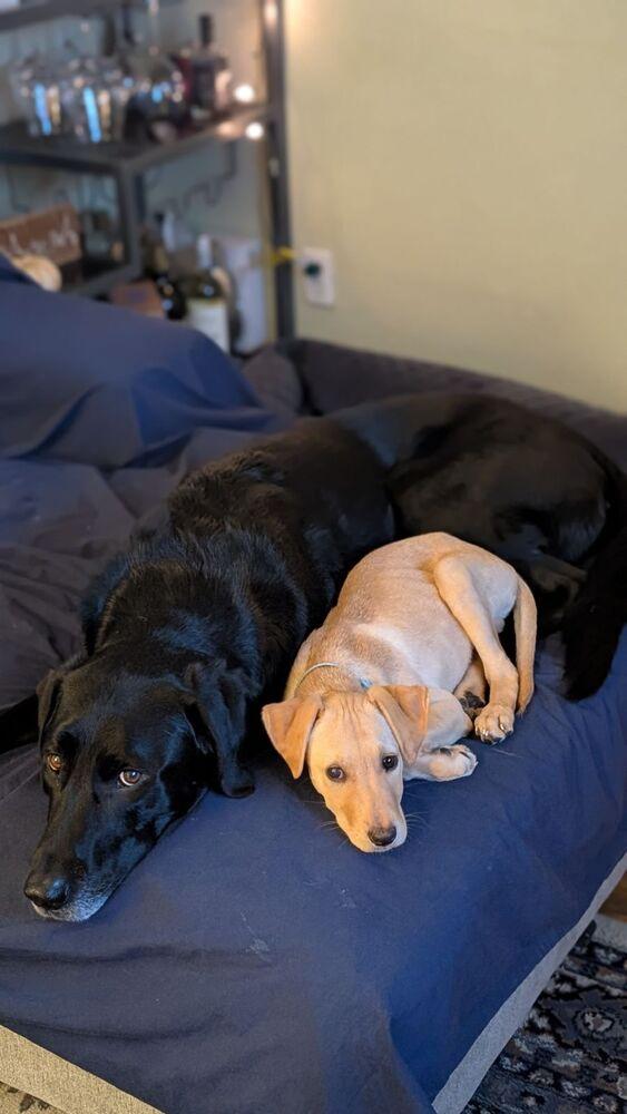 Enlarge Tarnstrom / Ricky, a Adoptable mixed breed in Broomfield, CO image 3/6