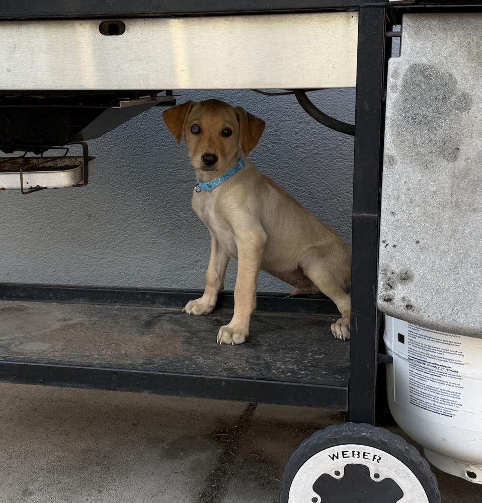 Enlarge Tarnstrom / Ricky, a Adoptable mixed breed in Broomfield, CO image 4/6