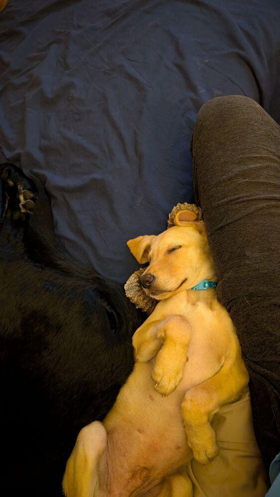 Enlarge Tarnstrom / Ricky, a Adoptable mixed breed in Broomfield, CO image 5/6