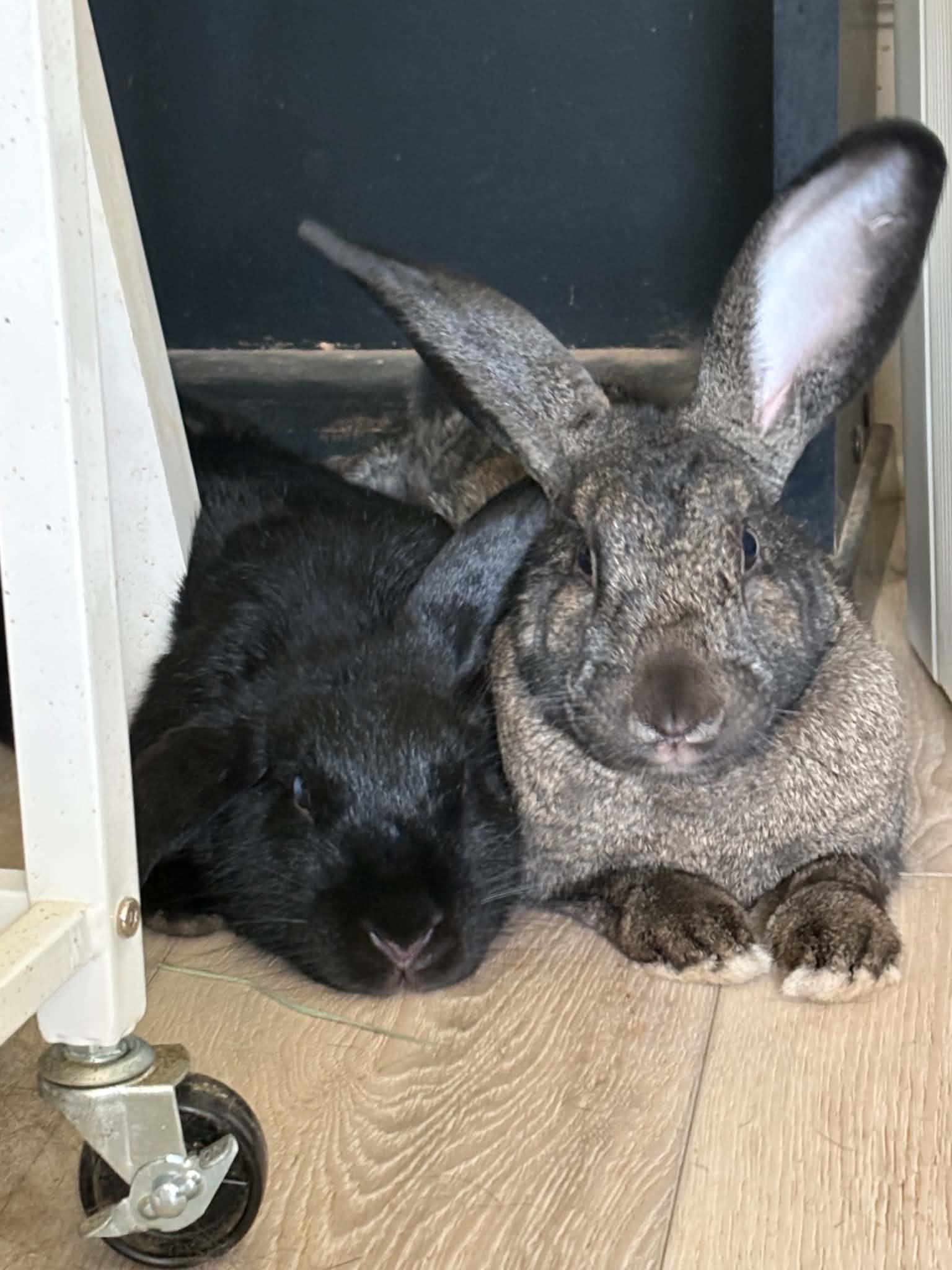 Ned & Cindy, Adoptable, Adult Female French Lop & Chinchilla.