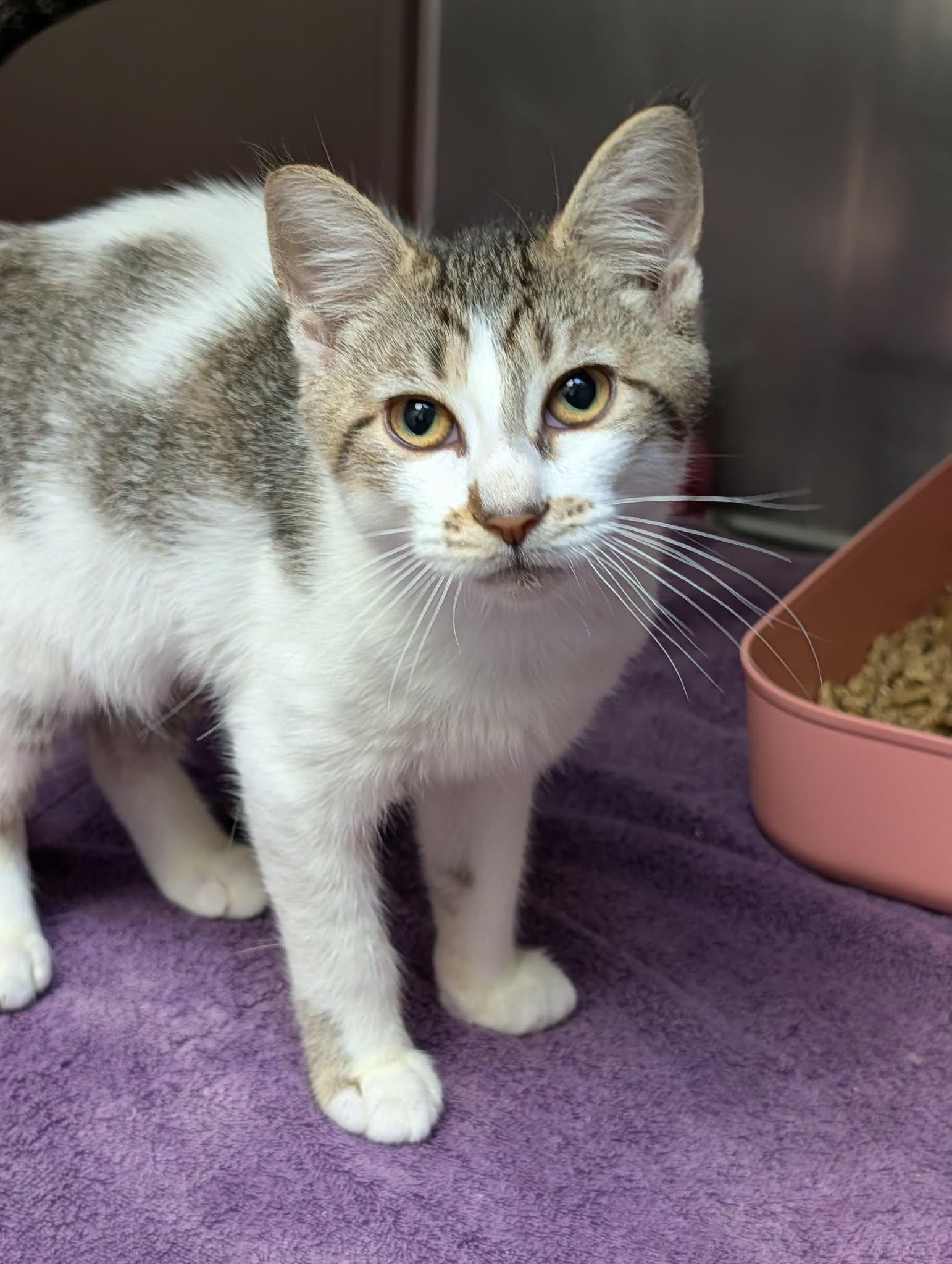 Covey, Adopted, Kitten Female Domestic Short Hair.